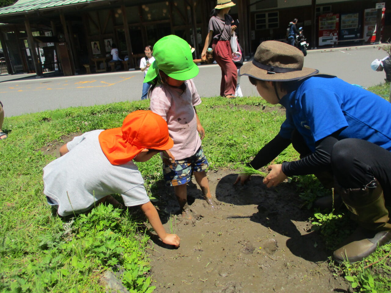 あらぎ島での田植えの様子の写真です。