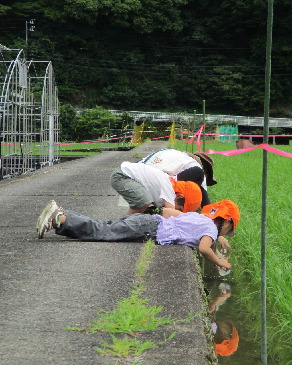 清水こども園散歩の様子の写真です。田んぼでオタマジャクシなどを見つけました。