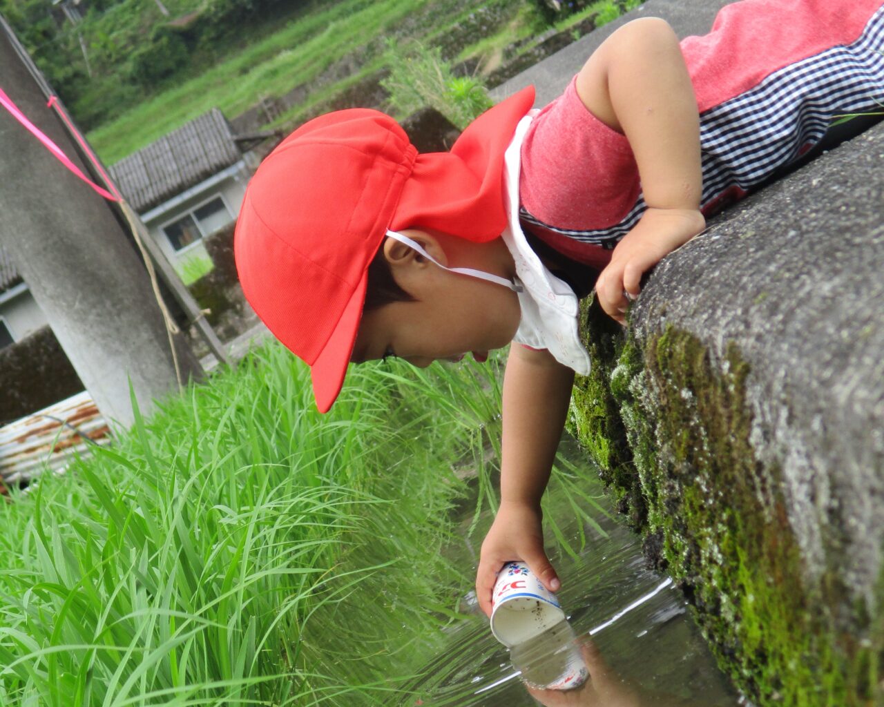 清水こども園のこどもたちの日常の様子の写真です。田んぼの生き物を見つけたようです。